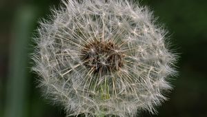 Preview wallpaper dandelion, macro, fluff, flower, blur