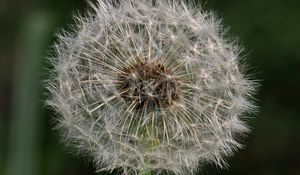 Preview wallpaper dandelion, macro, fluff, flower, blur