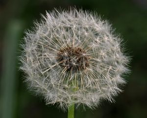 Preview wallpaper dandelion, macro, fluff, flower, blur