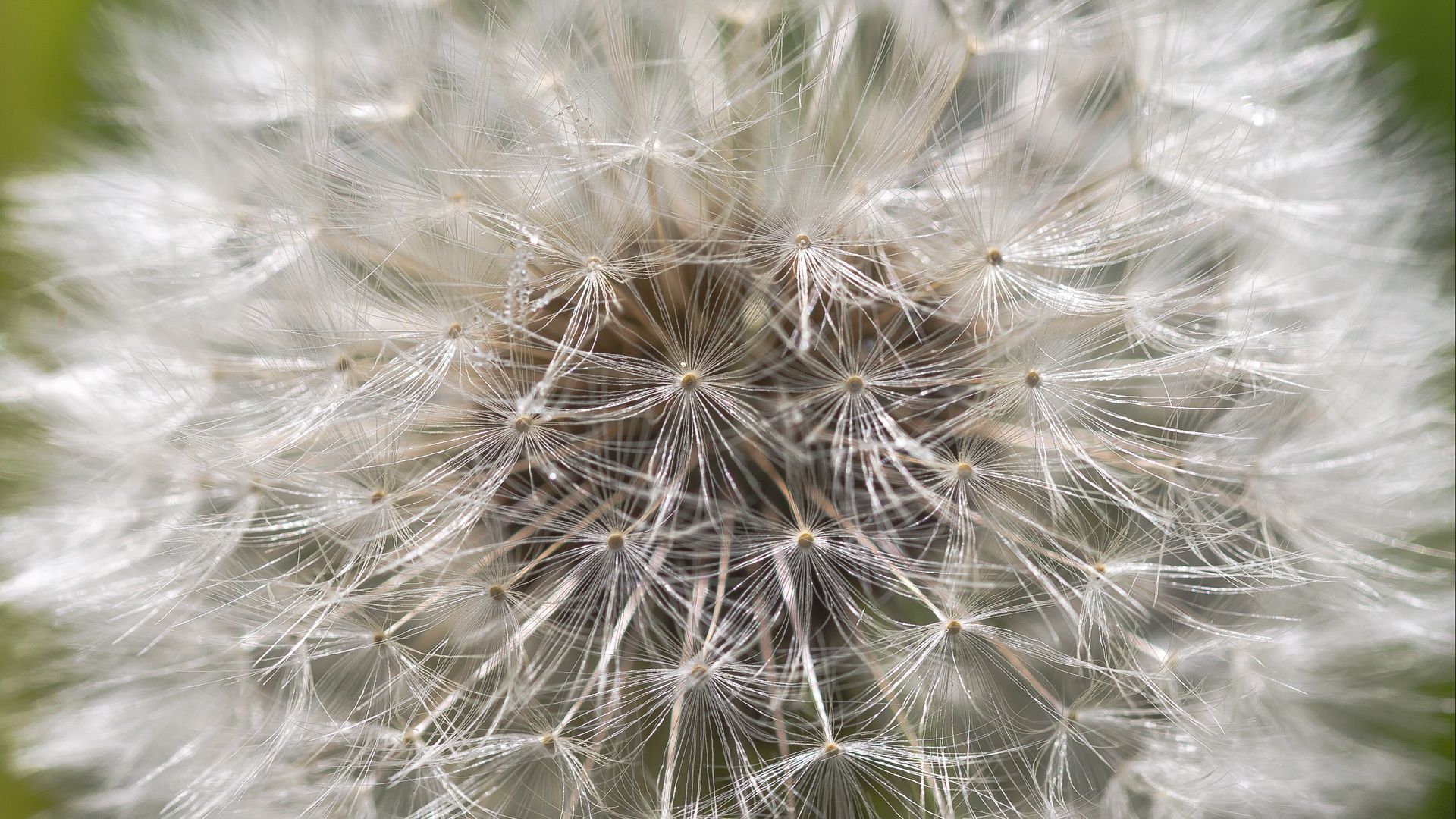 Download wallpaper 1920x1080 dandelion, macro, white, fluff, blur full