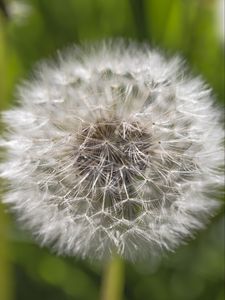 Preview wallpaper dandelion, macro, white, fluff, blur