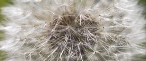 Preview wallpaper dandelion, macro, white, fluff, blur