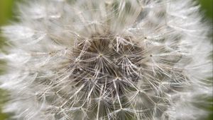 Preview wallpaper dandelion, macro, white, fluff, blur