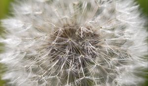 Preview wallpaper dandelion, macro, white, fluff, blur