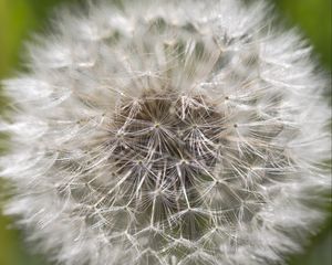 Preview wallpaper dandelion, macro, white, fluff, blur