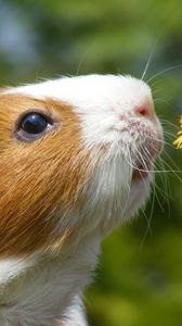 Preview wallpaper dandelion, marine, mumps, flower, face