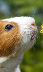 Preview wallpaper dandelion, marine, mumps, flower, face