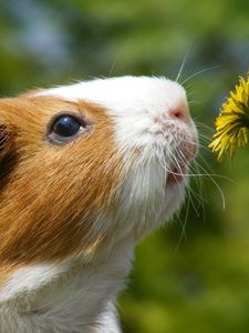 Preview wallpaper dandelion, marine, mumps, flower, face