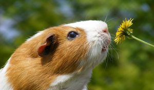 Preview wallpaper dandelion, marine, mumps, flower, face