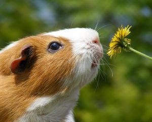 Preview wallpaper dandelion, marine, mumps, flower, face