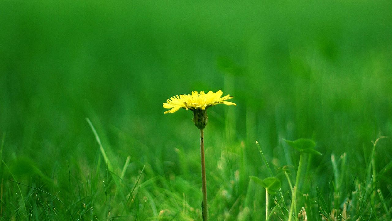 Wallpaper dandelion, meadow, grass, blurring, summer