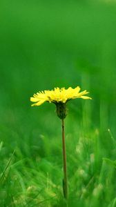 Preview wallpaper dandelion, meadow, grass, blurring, summer