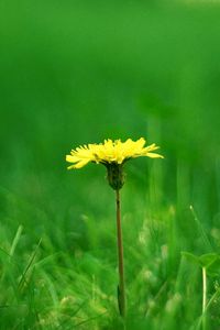 Preview wallpaper dandelion, meadow, grass, blurring, summer