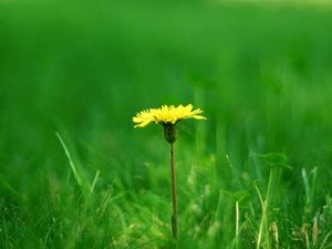 Preview wallpaper dandelion, meadow, grass, blurring, summer