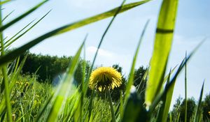 Preview wallpaper dandelion, patches of light, grass, sun, light, summer