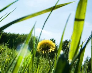 Preview wallpaper dandelion, patches of light, grass, sun, light, summer