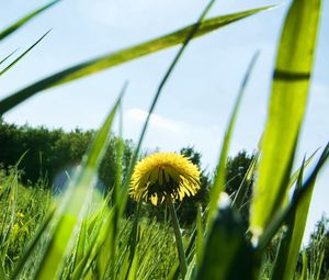 Preview wallpaper dandelion, patches of light, grass, sun, light, summer