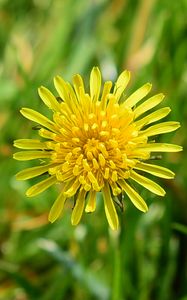 Preview wallpaper dandelion, petals, yellow, flower, macro