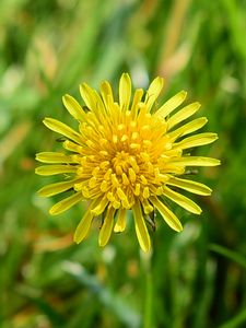 Preview wallpaper dandelion, petals, yellow, flower, macro