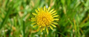 Preview wallpaper dandelion, petals, yellow, flower, macro