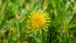 Preview wallpaper dandelion, petals, yellow, flower, macro