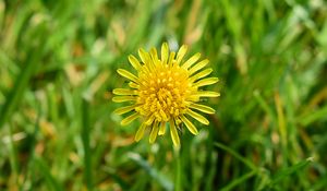 Preview wallpaper dandelion, petals, yellow, flower, macro