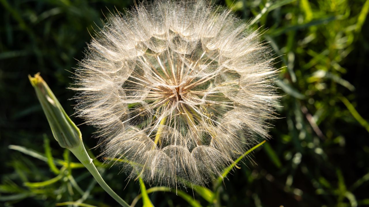 Wallpaper dandelion, plant, flower, stems, macro