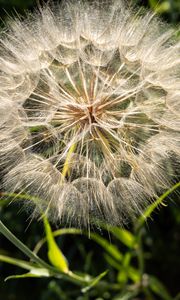 Preview wallpaper dandelion, plant, flower, stems, macro