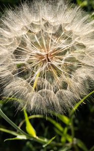 Preview wallpaper dandelion, plant, flower, stems, macro