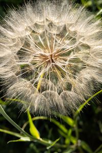 Preview wallpaper dandelion, plant, flower, stems, macro