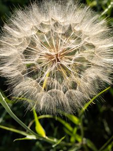 Preview wallpaper dandelion, plant, flower, stems, macro