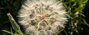 Preview wallpaper dandelion, plant, flower, stems, macro
