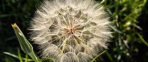 Preview wallpaper dandelion, plant, flower, stems, macro
