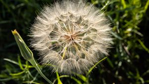 Preview wallpaper dandelion, plant, flower, stems, macro