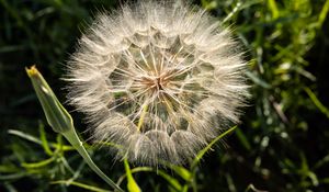 Preview wallpaper dandelion, plant, flower, stems, macro