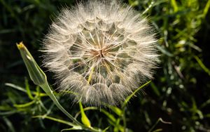 Preview wallpaper dandelion, plant, flower, stems, macro