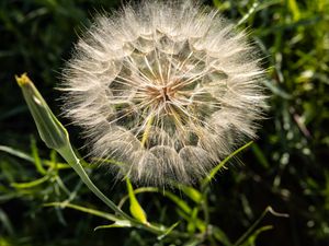 Preview wallpaper dandelion, plant, flower, stems, macro