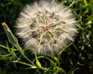 Preview wallpaper dandelion, plant, flower, stems, macro