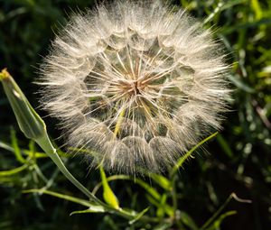 Preview wallpaper dandelion, plant, flower, stems, macro