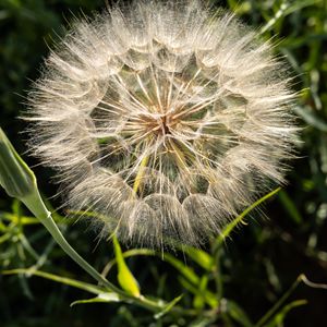 Preview wallpaper dandelion, plant, flower, stems, macro
