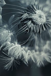 Preview wallpaper dandelion, plant, flower, seeds, feathers