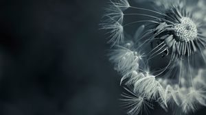 Dandelion full hd, hdtv, fhd, 1080p wallpapers hd, desktop backgrounds  1920x1080, images and pictures