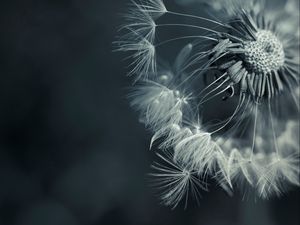 Preview wallpaper dandelion, plant, flower, seeds, feathers