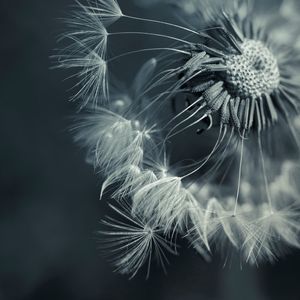 Preview wallpaper dandelion, plant, flower, seeds, feathers