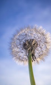 Preview wallpaper dandelion, plant, fluff, sky