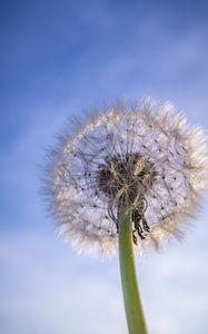 Preview wallpaper dandelion, plant, fluff, sky