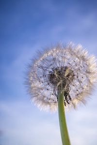 Preview wallpaper dandelion, plant, fluff, sky