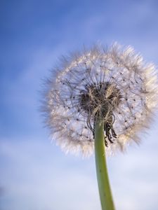 Preview wallpaper dandelion, plant, fluff, sky