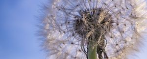 Preview wallpaper dandelion, plant, fluff, sky