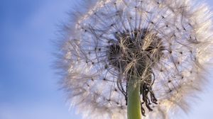 Preview wallpaper dandelion, plant, fluff, sky